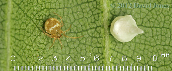 Theridion pallens with egg case - 5, 19 June 2012
