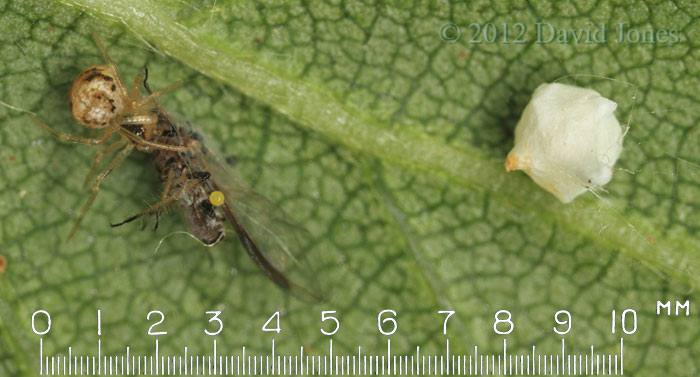 Spider (Theridion pallens ) with egg case and prey, 19 June 2012