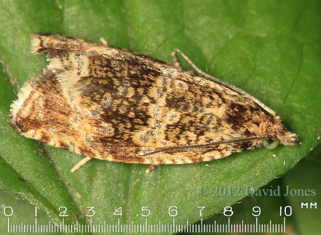 Unidentified moth, 19 June 2012