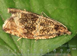 Unidentified moth, 19 June 2012