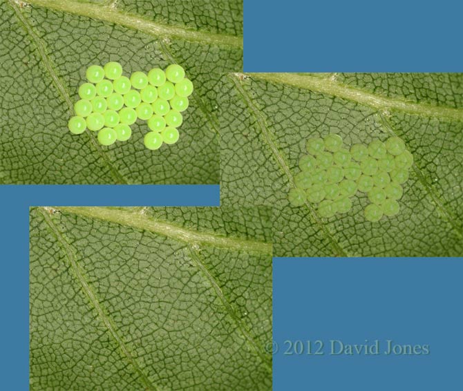 Eggs vanish from Birch leaf! 21 June 2012