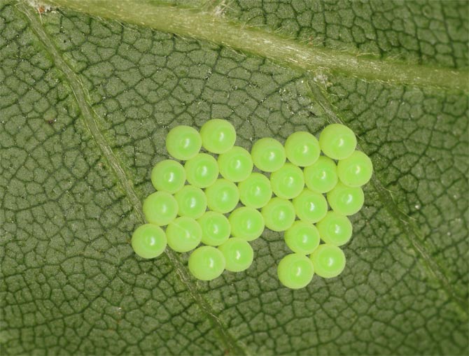 Birch leaf with eggs at 10am, 21 June 2012