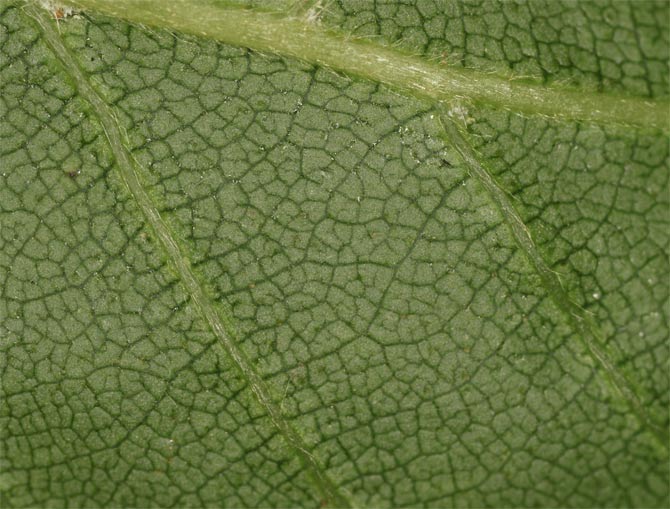 Birch leaf without eggs at 6pm, 21 June 2012