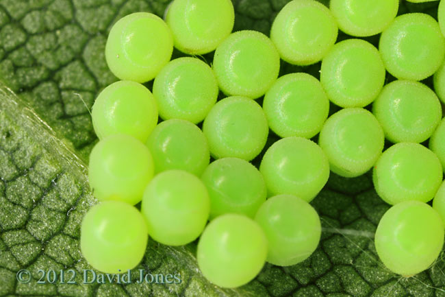 Eggs on Birch leaf this morning, 21 June 2012