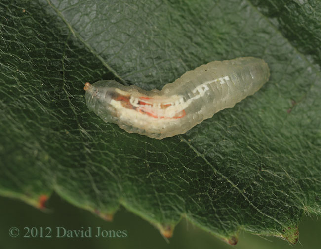Hoverfly larva on Birch leaf, 21 June 2012