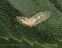 Hoverfly larva on Birch leaf, 21 June 2012