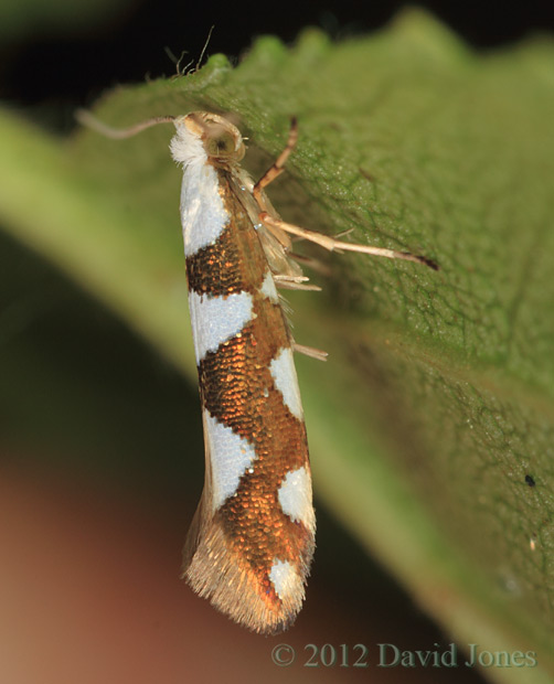 Argyresthia brockeella (a micro-moth) on Birch leaf, 21 June 2012