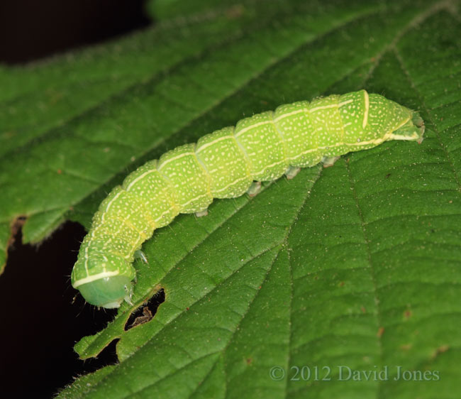 Caterpillar (Green Silver-lines?) on Hazel leaf, 1 May 2012