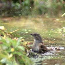 A Dunnock bathes in our pond