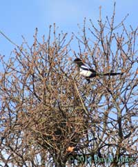 Magpie delivers a twig to its nest