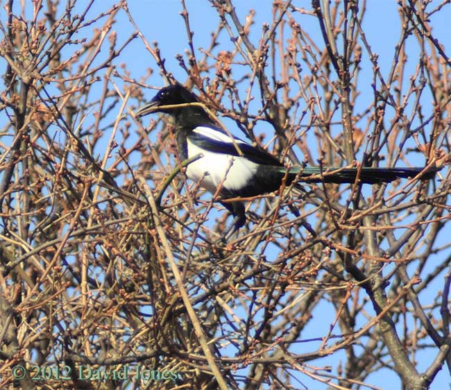 Magpie delivers a twig to its nest - cropped image