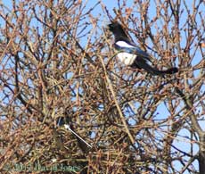 Magpies at their nest 