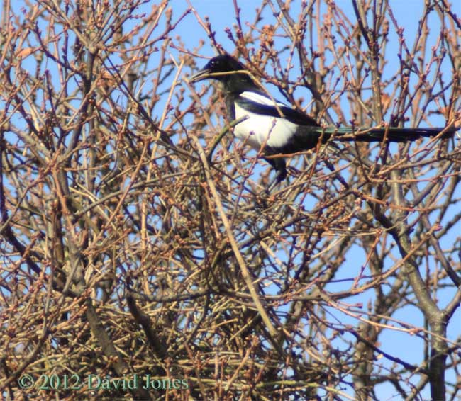 Magpies at their nest - 2