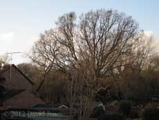 Oak tree in Brickfields wildlife park