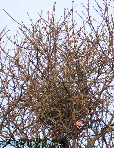 Oak tree in Brickfields wildlife park - close-up of nest
