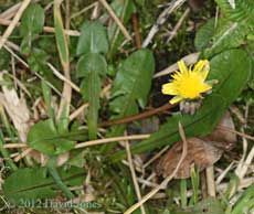 The first Dandelion of 2012 - 10 March