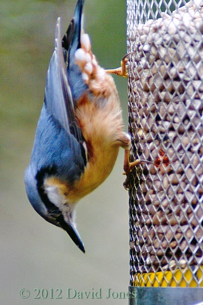 Nuthatch on sunflower feeder, 10 March
