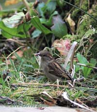 Female sparrow collects straw for her nest, 10 March