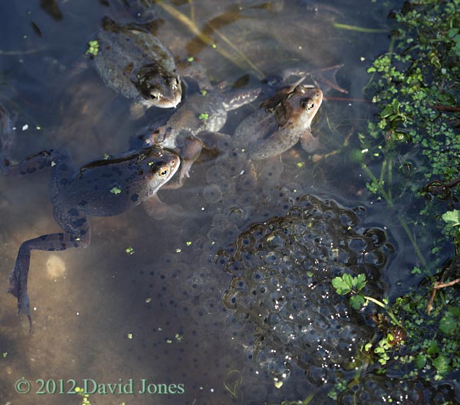 First frogspawn of 2012, 10 March