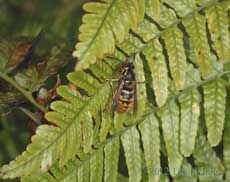 First wasp queen of 2012 - 10 March