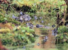 Frog activity as seen from our house this morning, 11 March