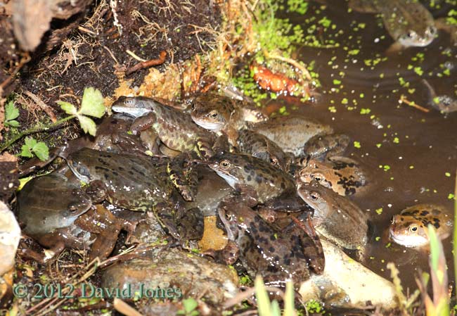 Male frogs gather around a female - 1