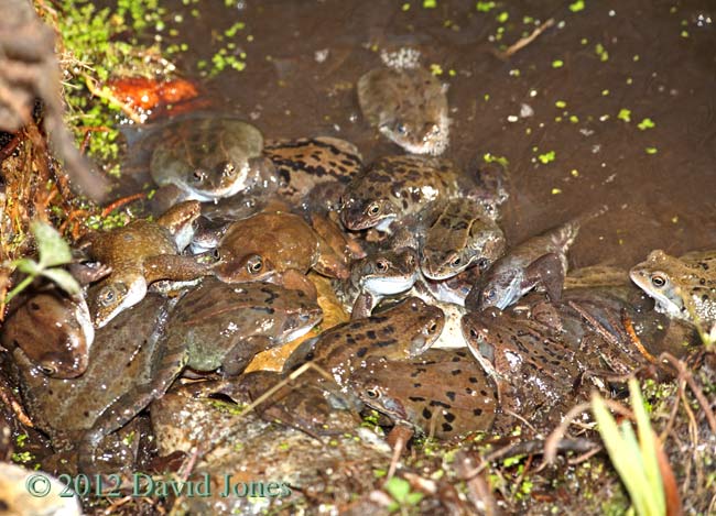 Male frogs gather around a female - 2