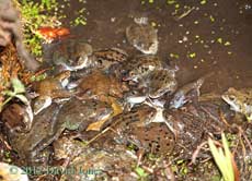 Male frogs gather around a female 