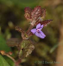 First Ground Ivy flower of 2012, 11 March