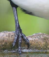 Leg of a Magpie