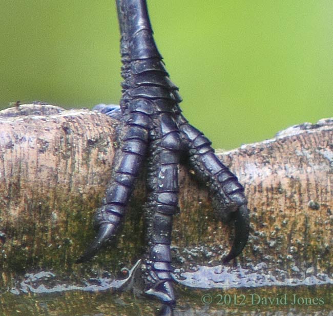 Leg of a Magpie - cropped image