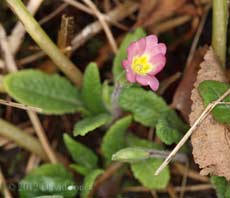 Our pink Primrose flowers for the first time in 2012, 11 March