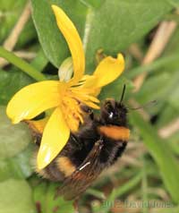 White-tailed Bumblebee at Lesser Celandine, 22 March 2012