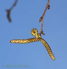 Himalayan Birch - male catkins, 23 March 2012