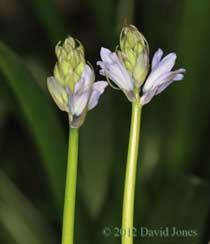 First Bluebells to flower, 23 March 2012
