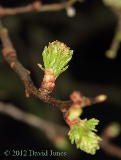 Hawthorn buds burst, 23 March 2012