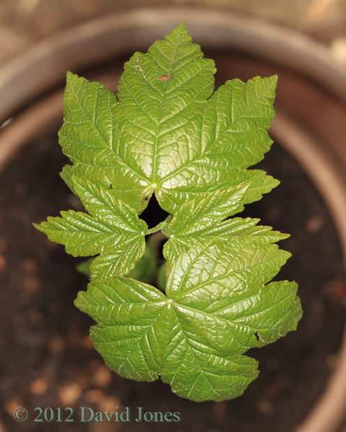 Sycamore seedling, 23 March 2012