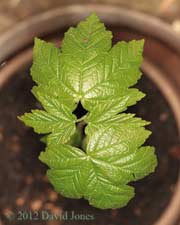 Sycamore seedling, 23 March 2012