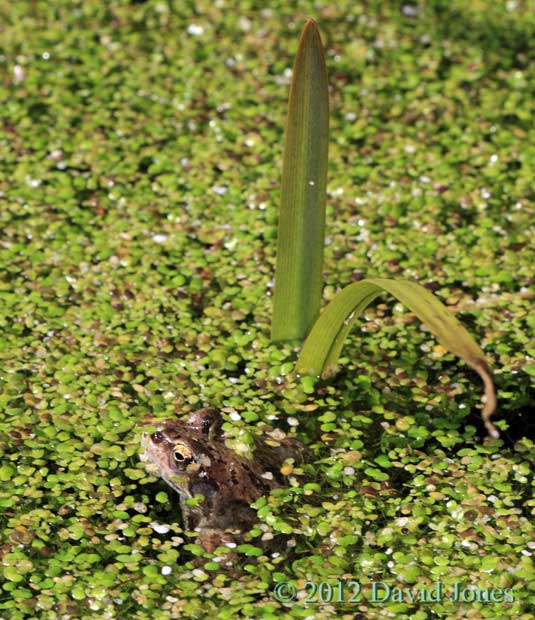 Frog next to Bur-reed plant