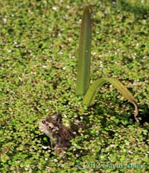 Frog next to Bur-reed plant