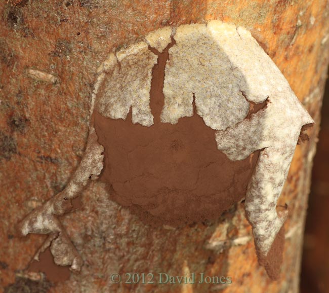 Unidentified fungus - close-up, 26 March 2012