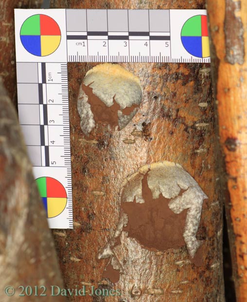 Unidentified fungus, 26 March 2012