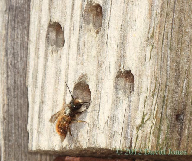 Solitary bee (Megachile centuncularis?), 26 March 2012