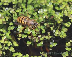 Wasp queen on duckweed, 26 March, 2012