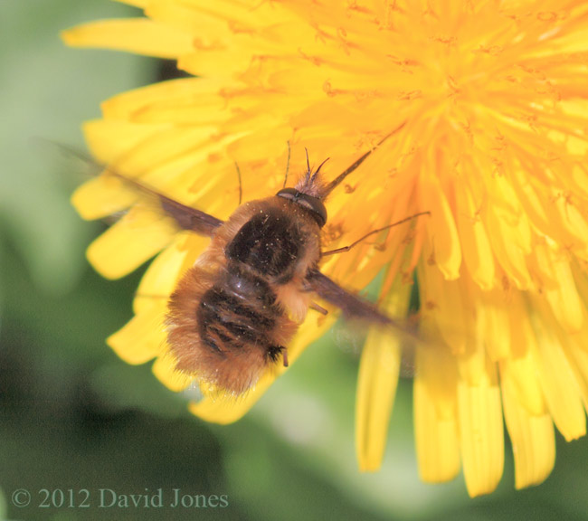 Bee-fly at Dandelion, 28 March 2012 - cropped image