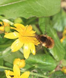 Bee-fly at Lesser Celandine flower, 28 March 2012