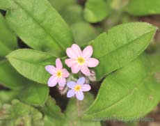 First Forget-me-nots of the year, 26 March 2012