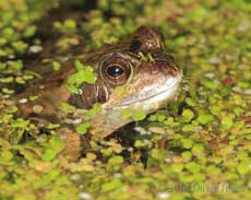 Frog in big pond, 28 March 2012
