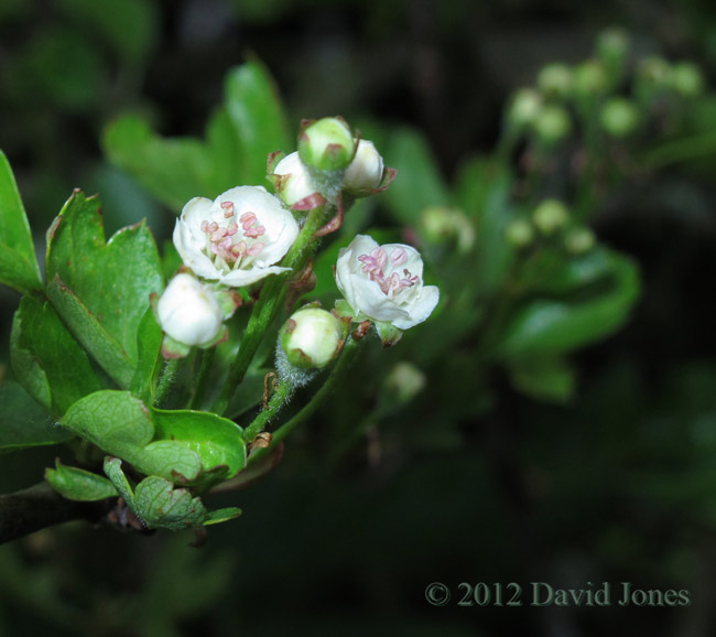 First flowers to open on the Hawthorn, 2 May 2012