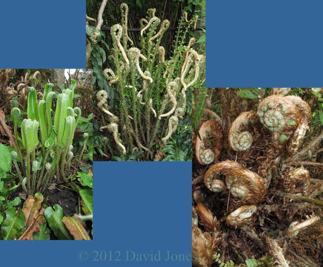 Fern fronds unfurl, 8 May 2012